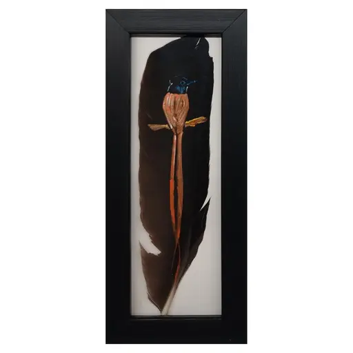 African paradise flycatcher