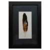 kingfisher 2