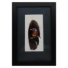Kingfisher1