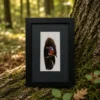 Hand Painted Feather Art –Eco Friendly Sustainable Gift–   Framed Miniature Painting  by The Creator