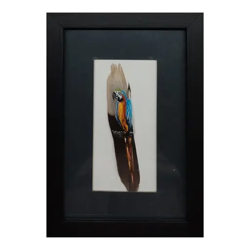 macaw